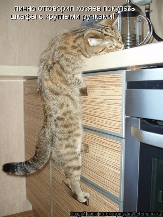 Котоматрицы великолепные, каждая с кусочком тепла, позитива и улыбкой! Котоматрицы великолепные, каждая с кусочком тепла, позитива и улыбкой!
