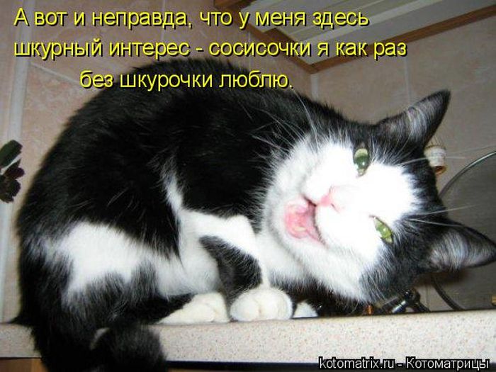 Лучшие котоматрицы недели (49 фото) Забавный котопост