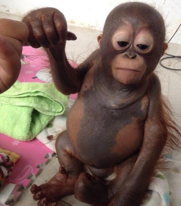 Защитники животных спасают истощенного детеныша орангутанга  орангутанг, спасение