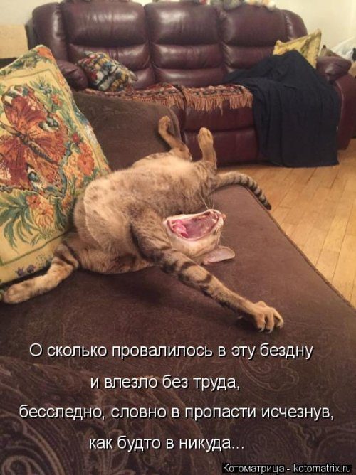Коллекция лучших котоматриц недели