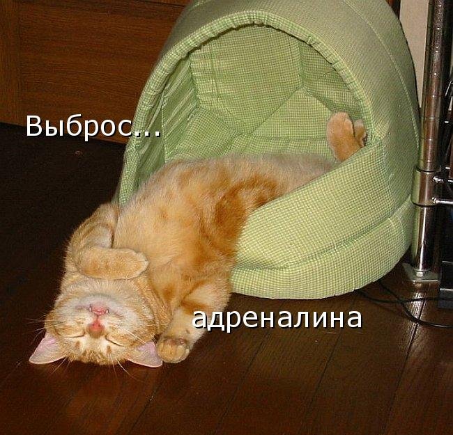 Котоматрица (81 фото)