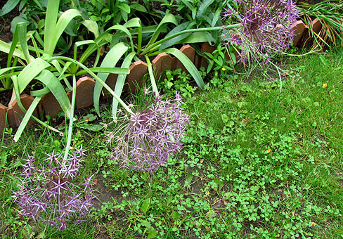 Лук (Allium) Лук (Allium)