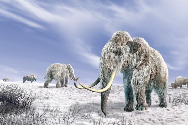 Ученые предложили заселить Сибирь мамонтами
