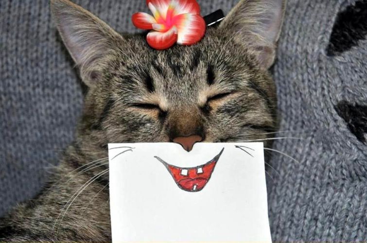 Кот с нарисованными улыбками Кот с нарисованными улыбками