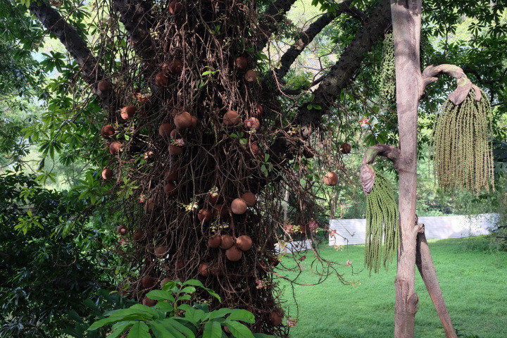 Пушечное дерево в мире, животные, люди, планета