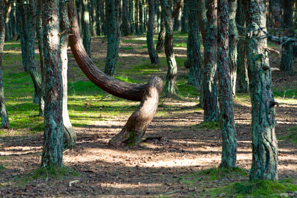 Танцующий лес, Калининградская область интересное, мистика, россия