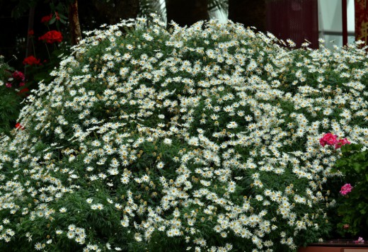 Аргирантемум кустарниковый, хризантема кустарниковая (Argyranthemum frutescens) Аргирантемум — кустарник со сверхобильным цветением