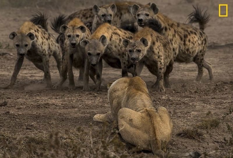 Фотоконкурс National Geographic "Фотограф года": лучшие в мире снимки живой природы National Geographic Nature, животные, звери, красота, птицы, творчество, фотографии, фотоконкурс