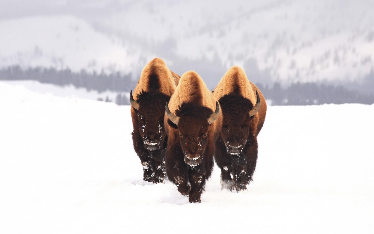 three-bison-buffalo-walking-on-snow