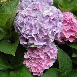 Гортензия крупнолистная (Hydrangea macrophylla)