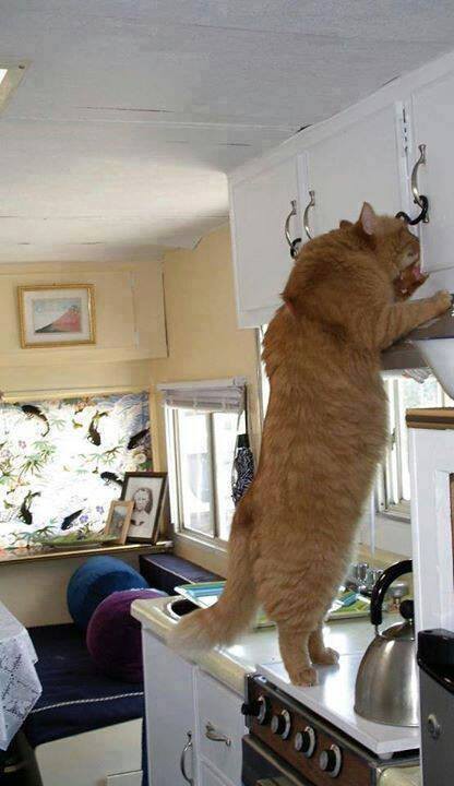 12. Где мой тунец? животные, коты, милота, огромные коты