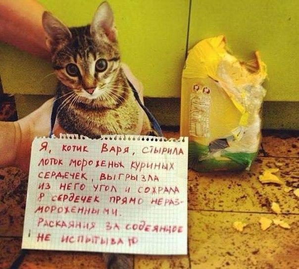 30 приколюх, чтобы зарядиться на всю неделю