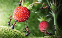 Как бороться с муравьями в саду и огороде? 