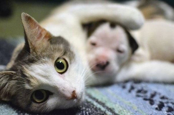 Наша кошка подобрала брошенных котят и принесла домой, а потом… Наша кошка подобрала брошенных котят и принесла домой, а потом…