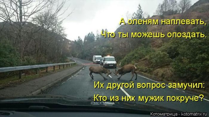 Лучшие котоматрицы недели