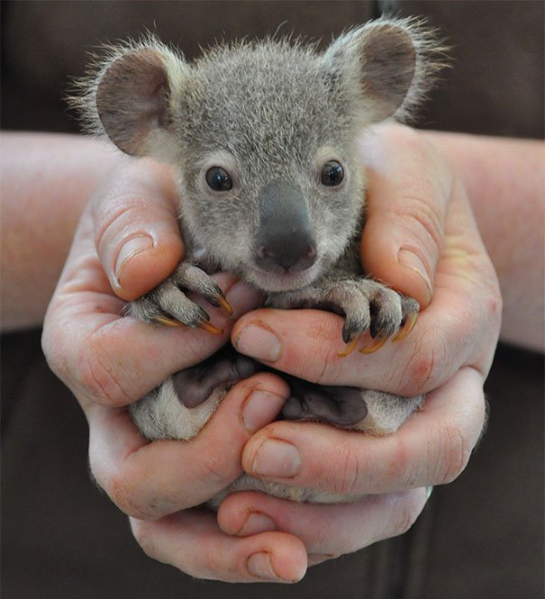 Детёныш коалы