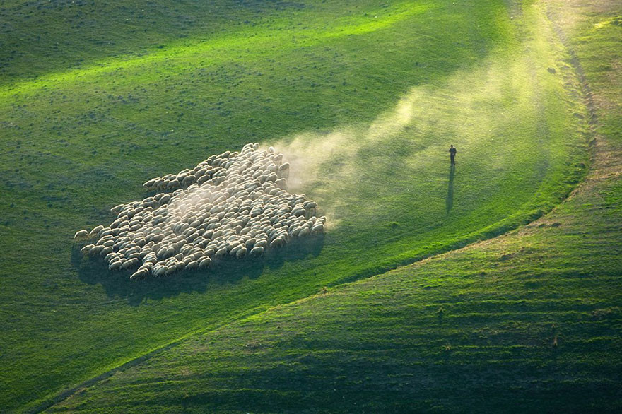 Отары овец на тосканских полях Тоскана, италия, овца, поле