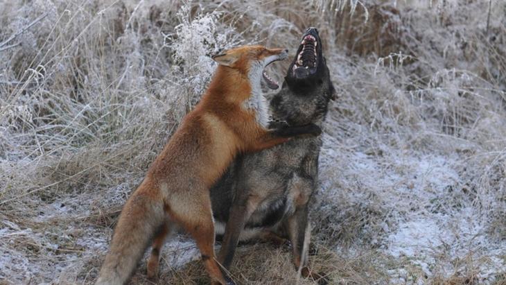 Sniffer fox and Tinni, дружба между лисой и собакой