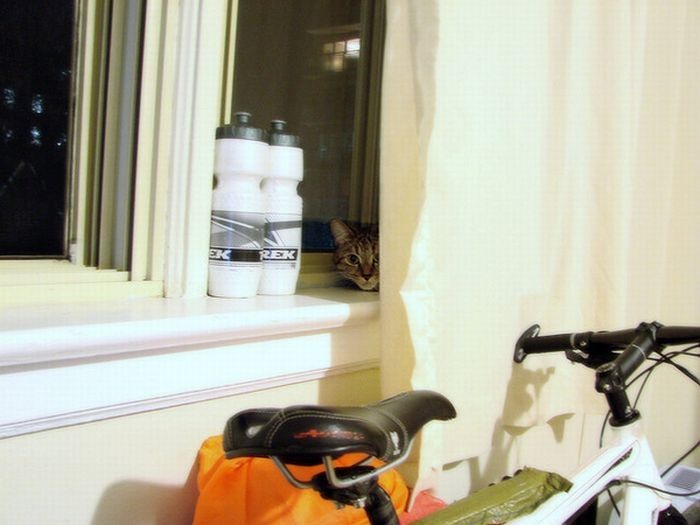 Кошки в засаде