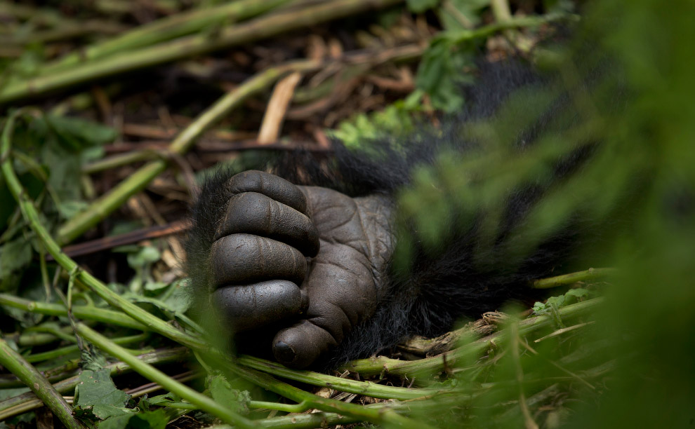 Рука горной гориллы