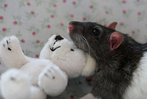 Фото крысок