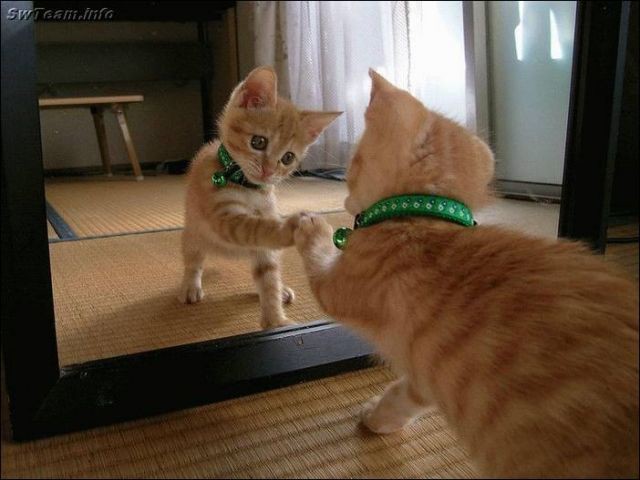 Рыжая кошка в доме — это кусочек солнышка! кошаки, рыжие