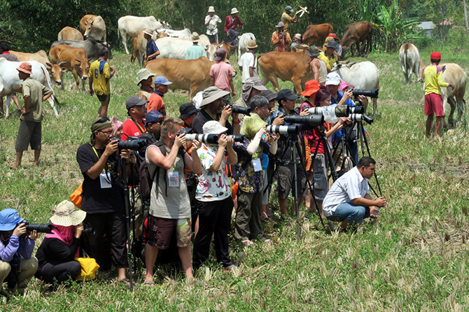 Пачу Джави - фестиваль быков Суматры
