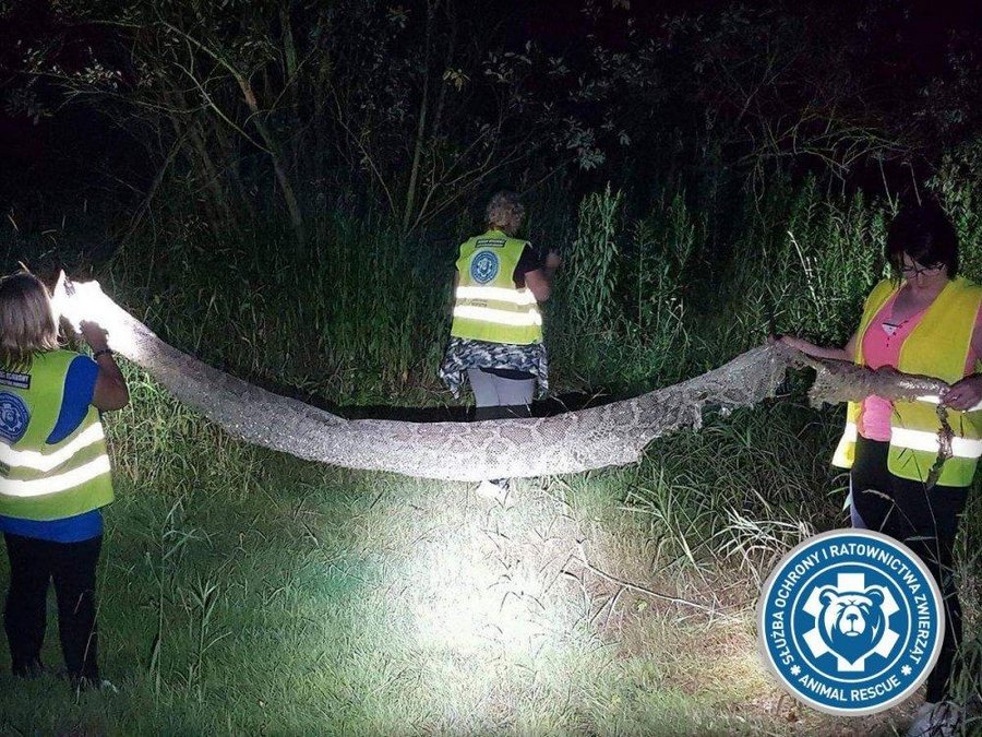 В Варшаве разыскивают огромного голодного питона
