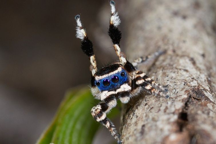 Maratus personatus      , 