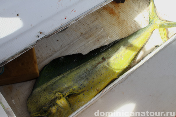 рыбалка в доминикане