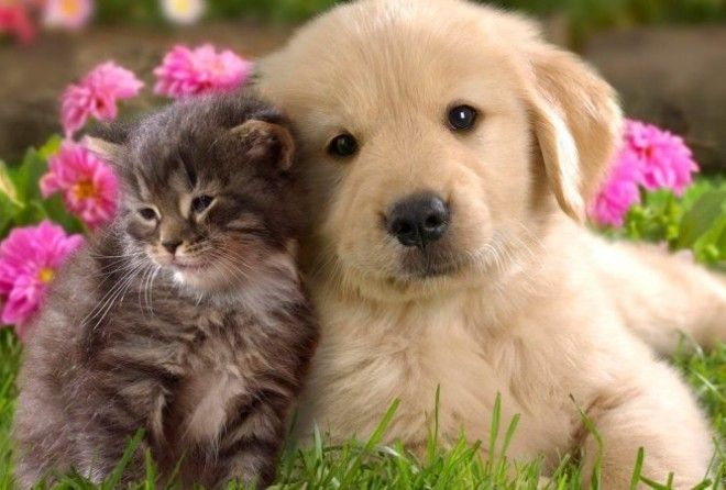 Смешные клички домашних животных, которые повеселят вас и ваших знакомых