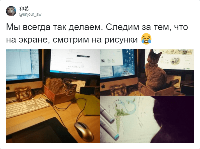 Кот мешает работать и лезет на клавиатуру? В сети предложили лайфхак, который прост и гениален