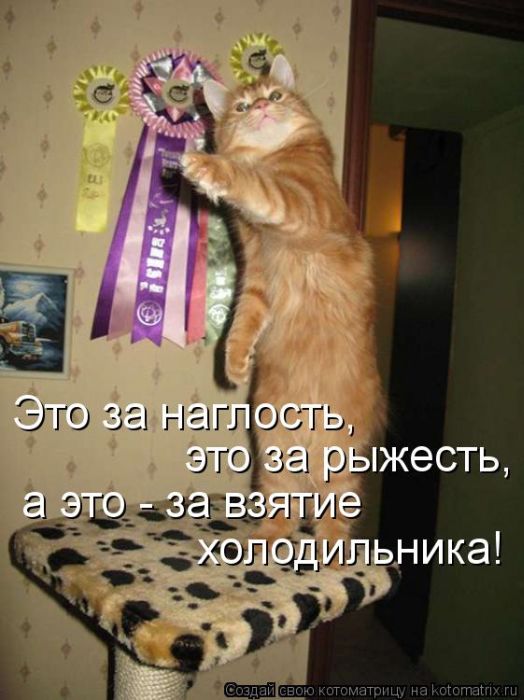 Котоматрицы великолепные, каждая с кусочком тепла, позитива и улыбкой! Котоматрицы великолепные, каждая с кусочком тепла, позитива и улыбкой!