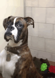 Hannibal's Owners Went On Vacation Without Him And Left Him At The Doggy Motel. This Is How Hannibal Greeted Them When They Returned