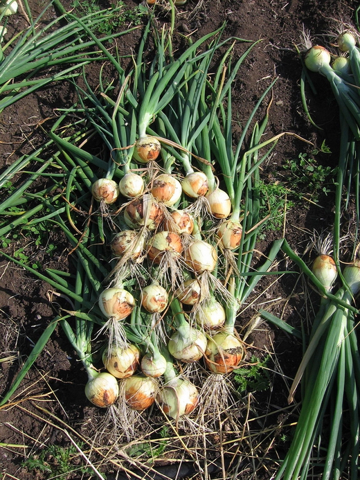 Лук репчатый (allium cepa) Лук репчатый или «Чиполлино на Вашем огороде»