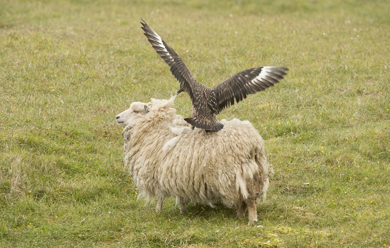 «Проваливай!»: большой поморник защищает птенцов от овцы животные, защита, мать