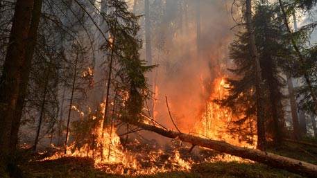 16 лесных пожаров ликвидировано в Приморье, тушения продолжаются