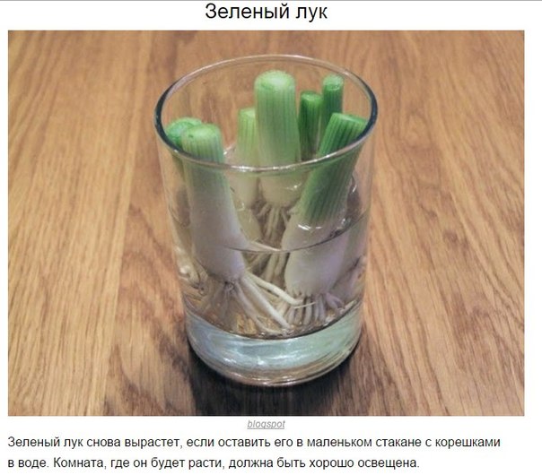 8 овощей, которые можно купить один раз, а потом выращивать всегда 8 овощей, которые можно купить один раз, а потом выращивать всегда