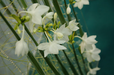 Эухарис, амазонская лилия (Eucharis ) Эухарис, амазонская лилия (Eucharis )