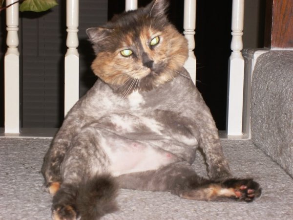 Бритые коты
