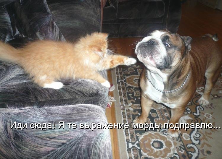 Котоматрица (81 фото)