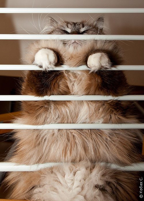 сибирский кот