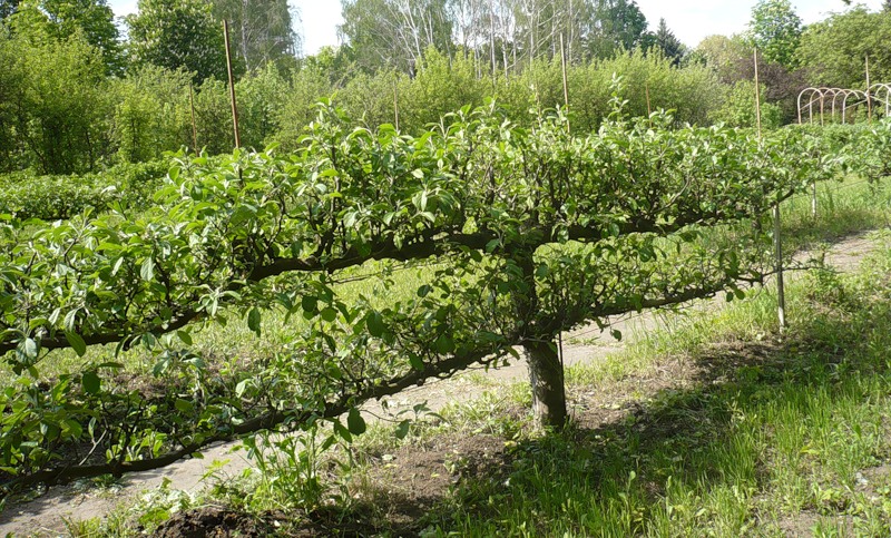 Шпалерная изгородь из плодовых деревьев