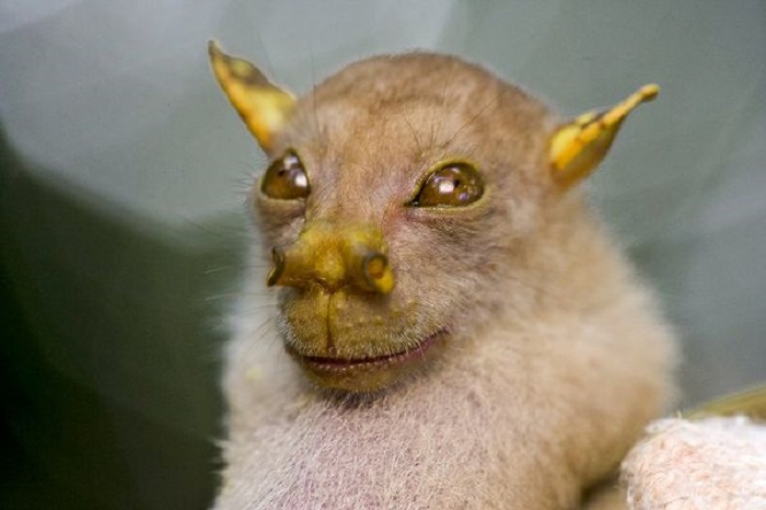 Фруктовая летучая мышь имеет необычный нос и относится к недавно открытому виду Nyctimene. Животное обитает в лесах Новой Гвинеи.