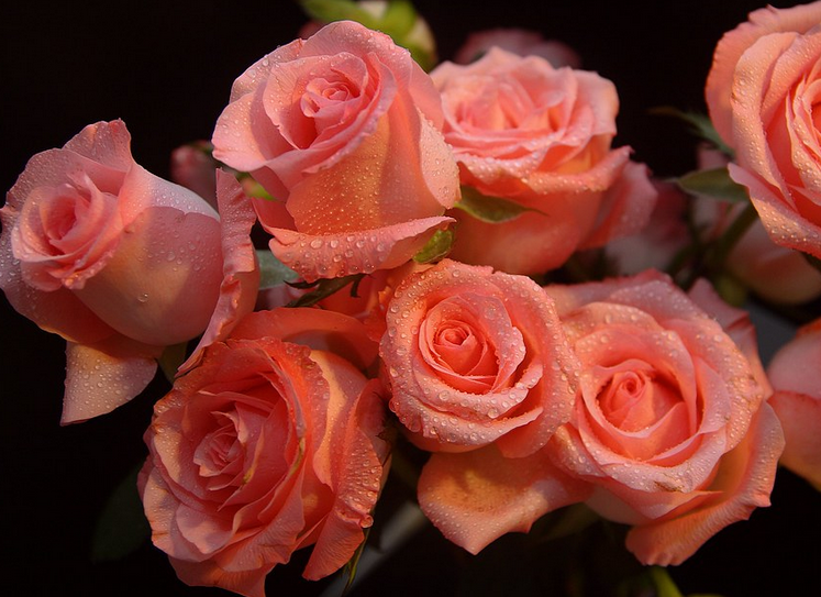 Мы знаем и любим розы как символ любви и заботы. Но как много мы на самом деле знаем о них? Мы одержимы желанием узнать все, что только можно знать о нашем любимом цветке.-7
