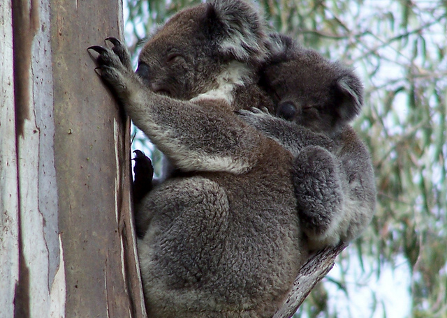 Hang on Kid! by Trevira1