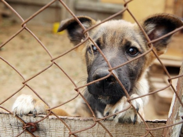 Сдавшим друзей в приют посвящается... Сдавшим друзей в приют посвящается...