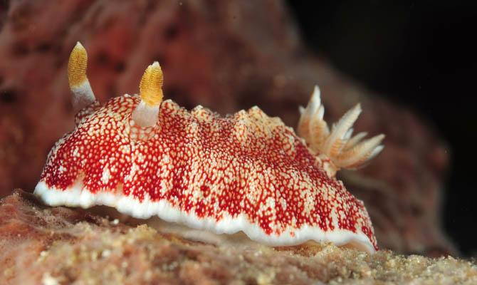 Chromodoris reticulata, Интересные факты о моллюсках Chromodoris reticulata, Интересные факты о моллюсках