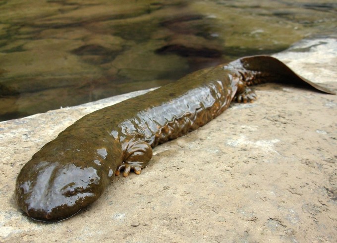 9. Исполинская саламандра интересно знать, необычные животные, позновательно
