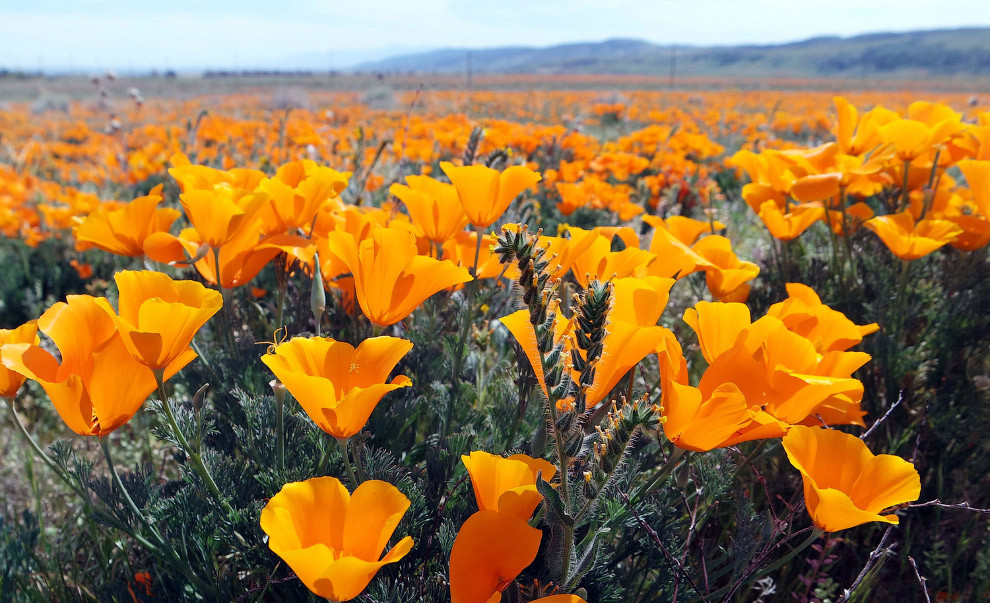 Маковое поле в Калифорнии, 14 марта 2015.  весна, мир, природа